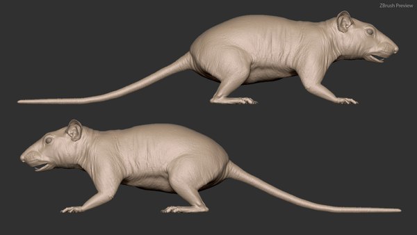 Rat skin model - TurboSquid 1670890