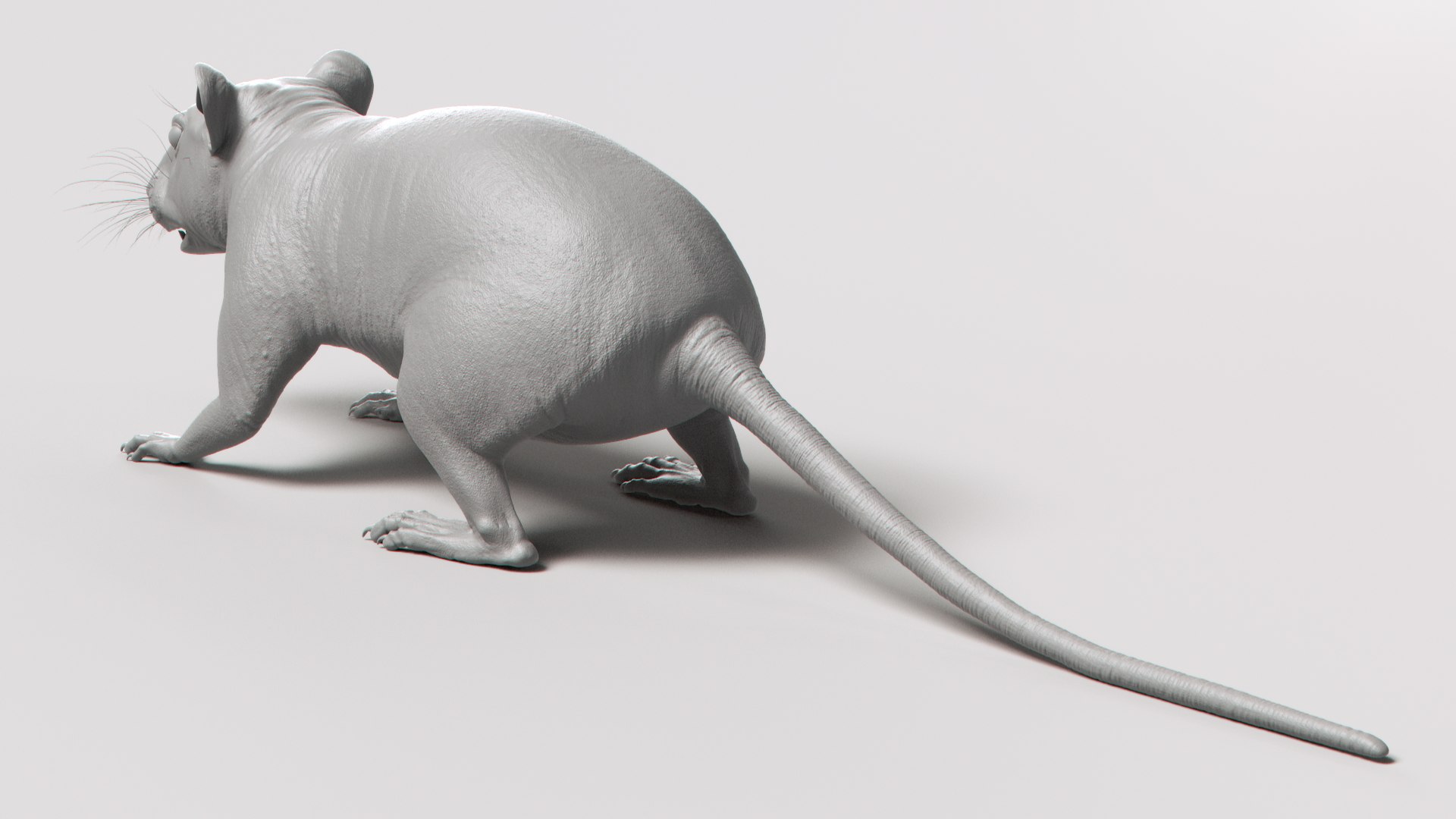 Rat skin model - TurboSquid 1670890