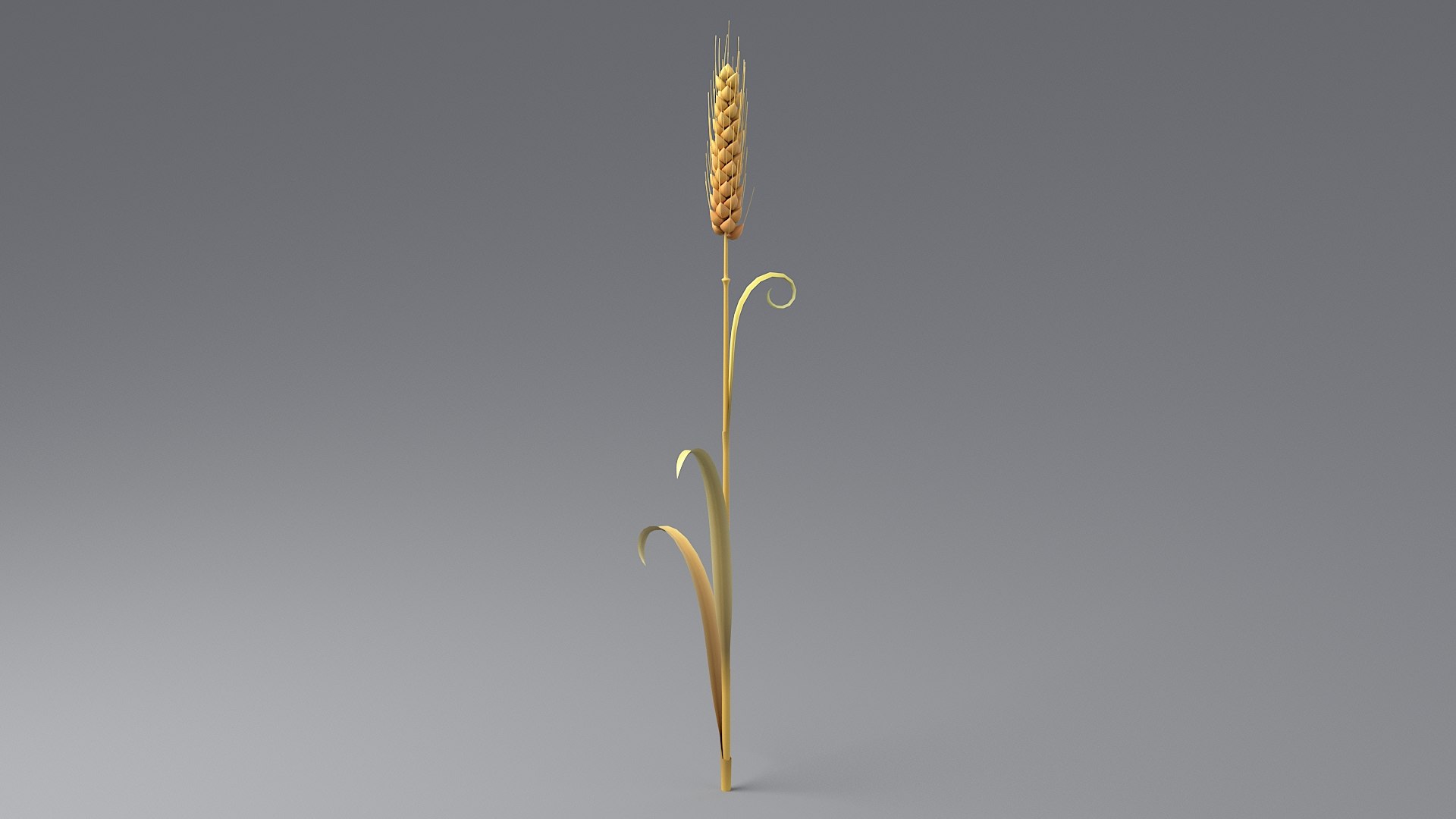 Cartoon Wheat Spikelet 02 model https://p.turbosquid.com/ts-thumb/eF/z8brD2/9G/wheat_0009/jpg/1680442893/1920x1080/fit_q87/428c7fa79e24ee2af4b706f467053d129062d689/wheat_0009.jpg
