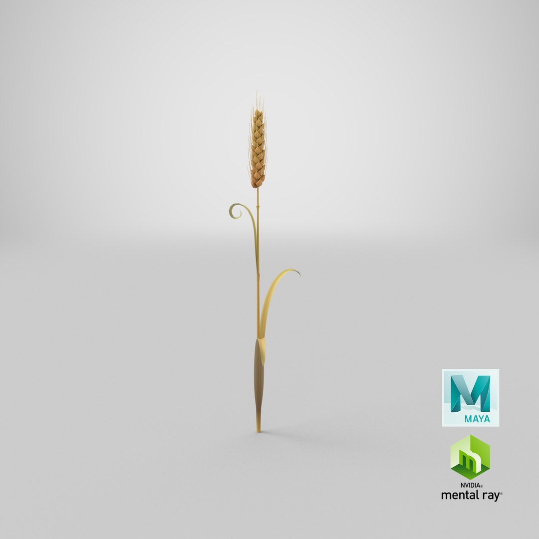 Cartoon Wheat Spikelet 02 model https://p.turbosquid.com/ts-thumb/eF/z8brD2/CY/stemcell_maya_mental_ray_render/png/1680679552/1920x1080/fit_q87/bdf9407b6822d90472a9b16eb4834cdcaa538097/stemcell_maya_mental_ray_render.jpg