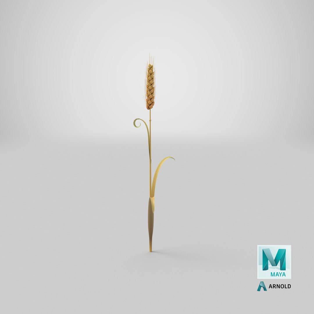 Cartoon Wheat Spikelet 02 model https://p.turbosquid.com/ts-thumb/eF/z8brD2/Cr/stemcell_maya_arnold_render/png/1680679554/1920x1080/fit_q87/0ea6a5cbc4abaebc4ce30c49e4206c27e21d6635/stemcell_maya_arnold_render.jpg