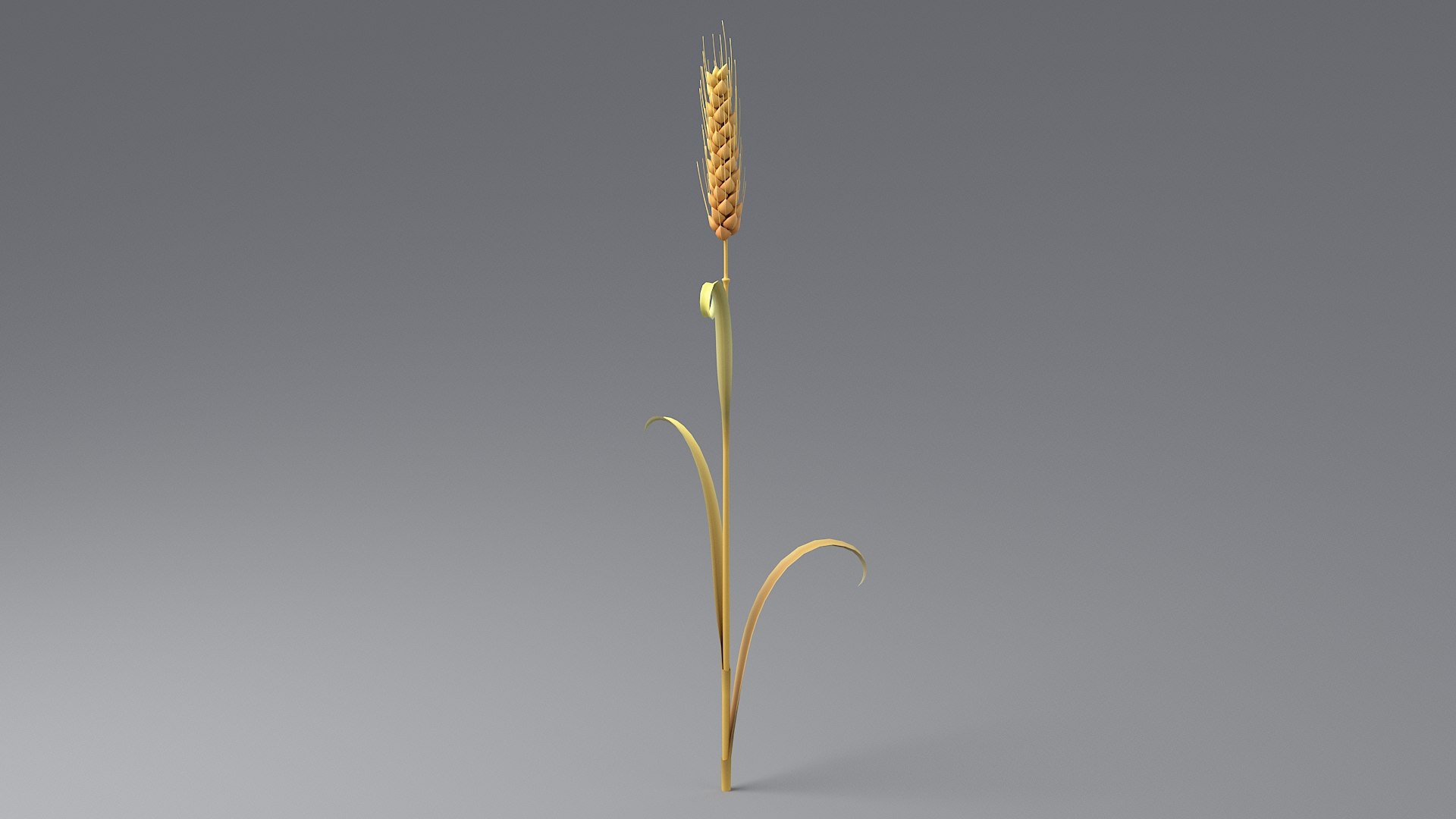 Cartoon Wheat Spikelet 02 model https://p.turbosquid.com/ts-thumb/eF/z8brD2/FV/wheat_0008/jpg/1680442893/1920x1080/fit_q87/fb414c567006013ad23c75310cfa30254b8abb0b/wheat_0008.jpg