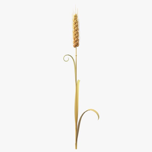 Cartoon Wheat Spikelet 02 model