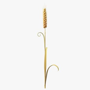 Cartoon Wheat Spikelet 02