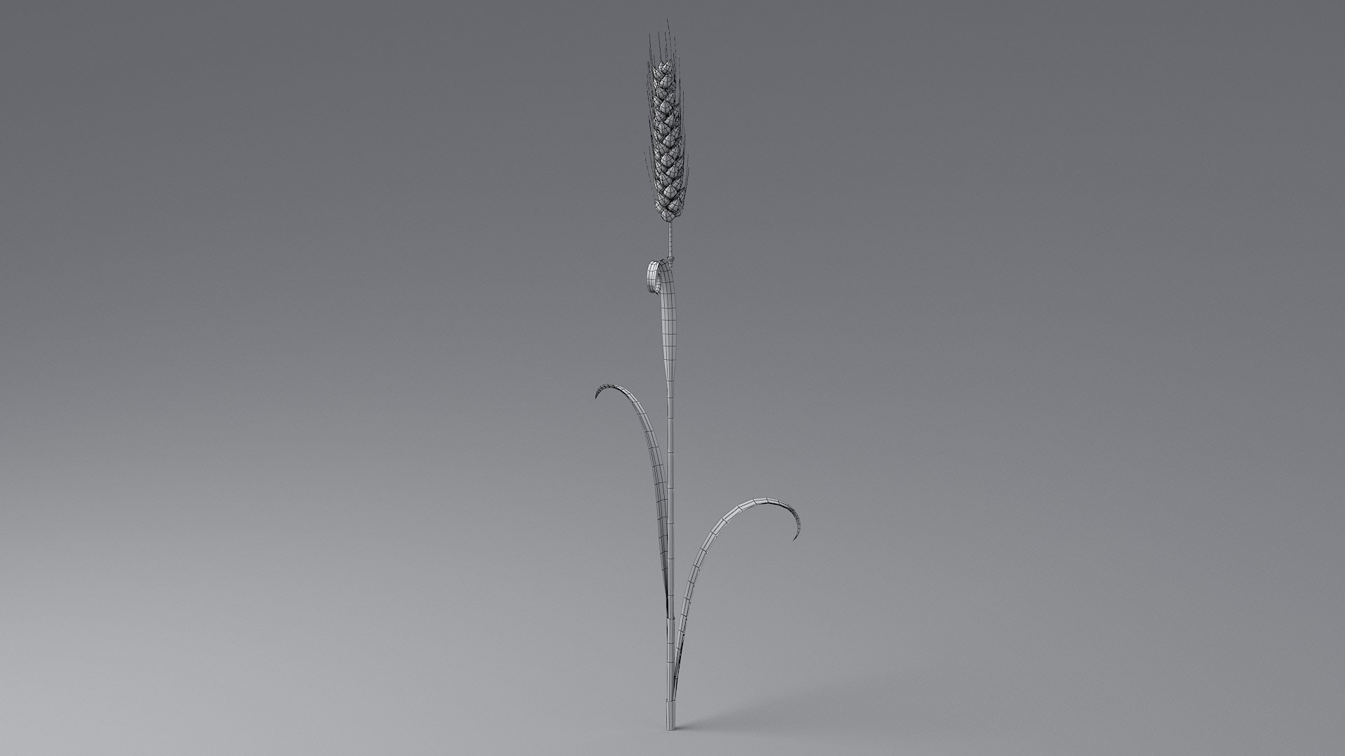 Cartoon Wheat Spikelet 02 model https://p.turbosquid.com/ts-thumb/eF/z8brD2/oh/wheat_0033/jpg/1680442895/1920x1080/fit_q87/5a69a0f1b767cf7762aabdcd79dedd8d39d885e0/wheat_0033.jpg
