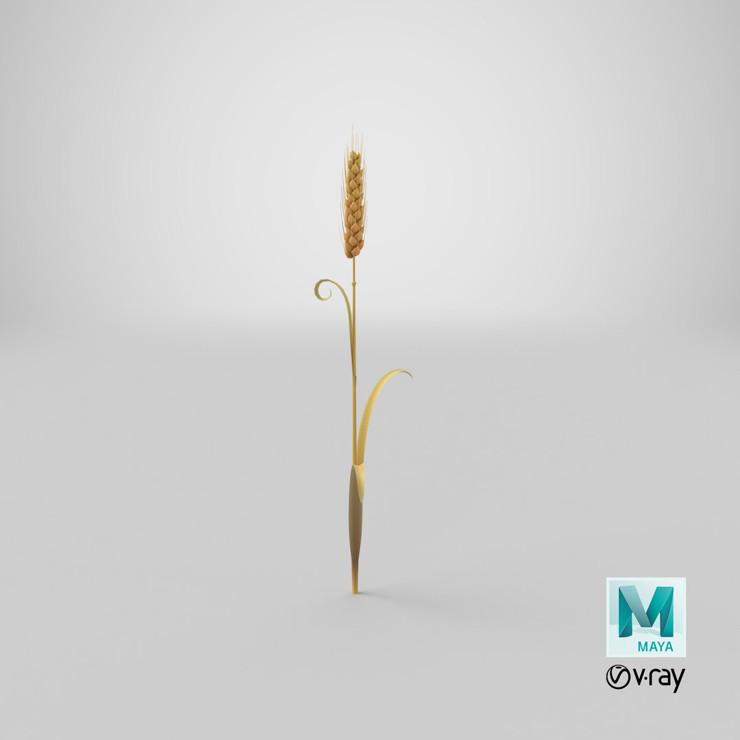 Cartoon Wheat Spikelet 02 model https://p.turbosquid.com/ts-thumb/eF/z8brD2/uk/stemcell_maya_vray_render/png/1680679551/1920x1080/fit_q87/03ac36bf388d540433b2fcdead05c6ec0d37d90f/stemcell_maya_vray_render.jpg
