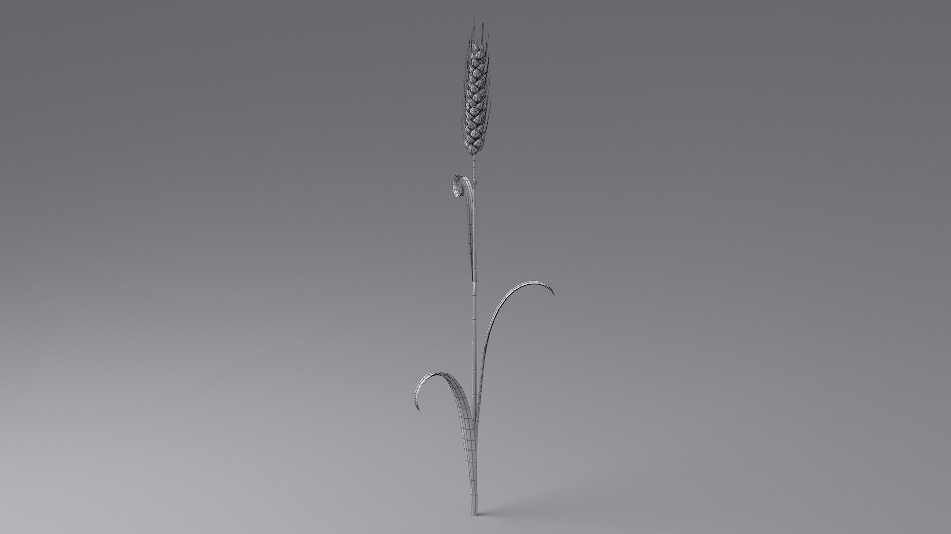 Cartoon Wheat Spikelet 02 model https://p.turbosquid.com/ts-thumb/eF/z8brD2/wI/wheat_0035/jpg/1680442896/1920x1080/fit_q87/65b405a1d3661da0ea92e7d189faa874cfa3c6bb/wheat_0035.jpg