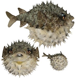 Puffer fish blow fish 3D model