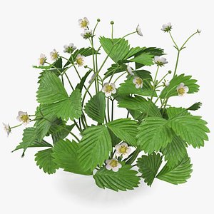 strawberry plant blooming flowers model