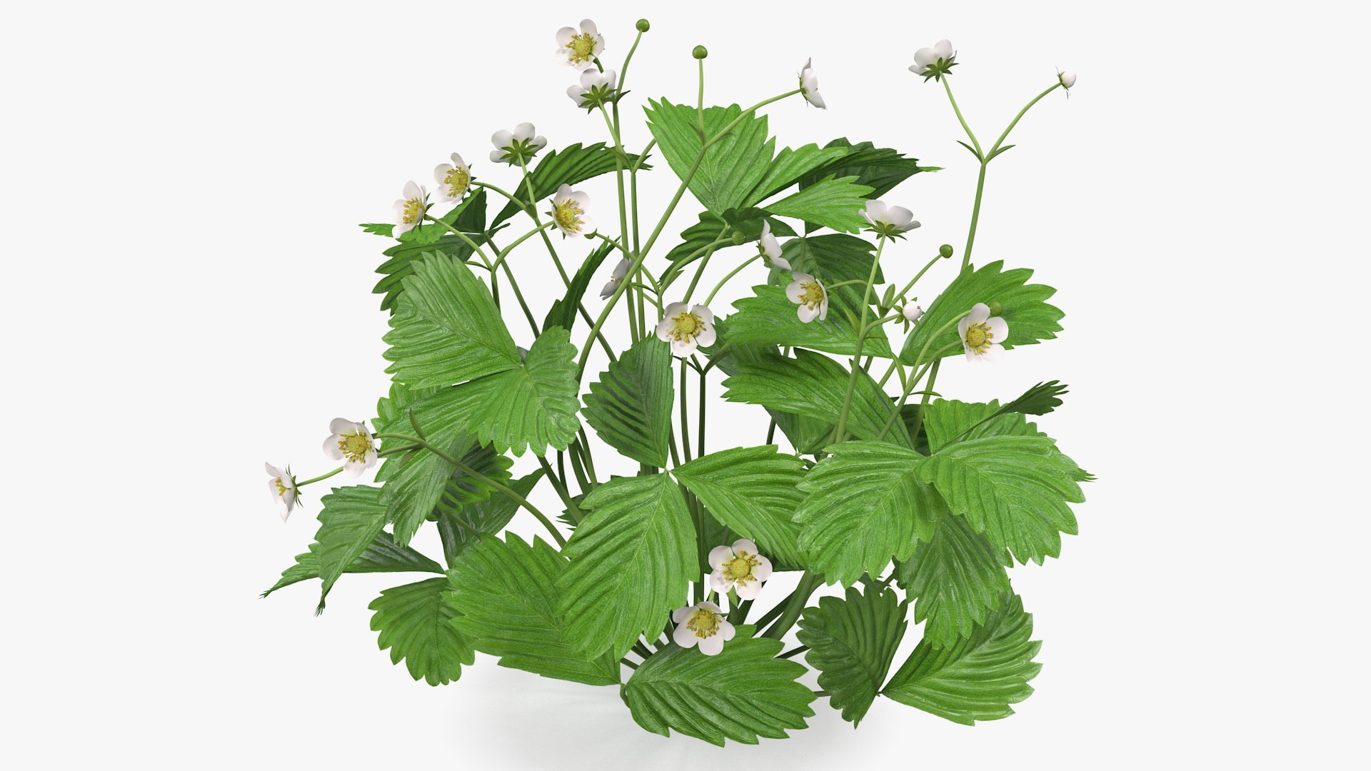Strawberry Plant with Blooming Flowers 3D model preview
