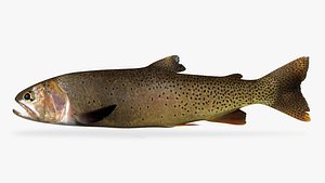 3D model yellowstone cutthroat trout