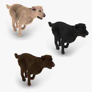 Labradors Collection (ANIMATED)