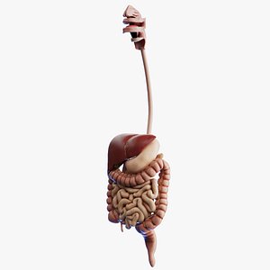 Human Digestive System