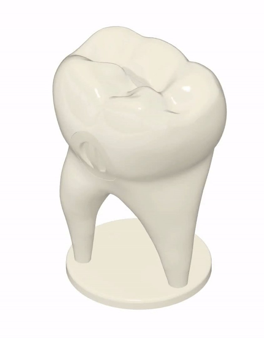 Money Tooth - Big Model - TurboSquid 2115027