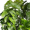 Collection plant vol 670 - monstera -  deliciosa - madison