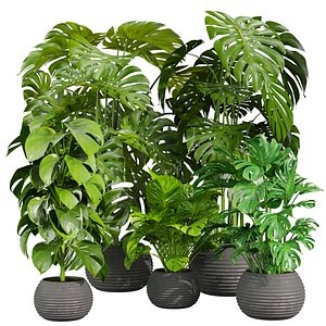 Collection plant vol 670 - monstera -  deliciosa - madison 3D model