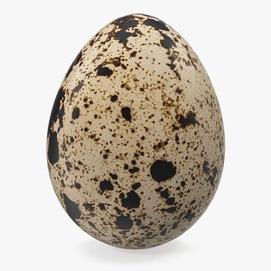 3D fresh quail egg model