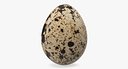 Fresh Quail Egg 3D Model