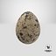 3D fresh quail egg model