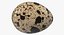 3D fresh quail egg model