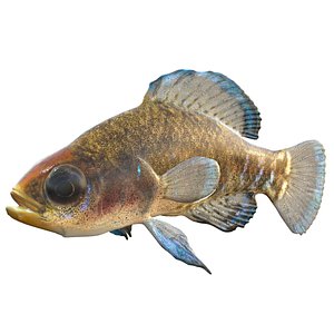 Gulf Coast Pygmy Sunfish