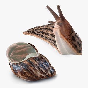 3D Slug with Shell Collection
