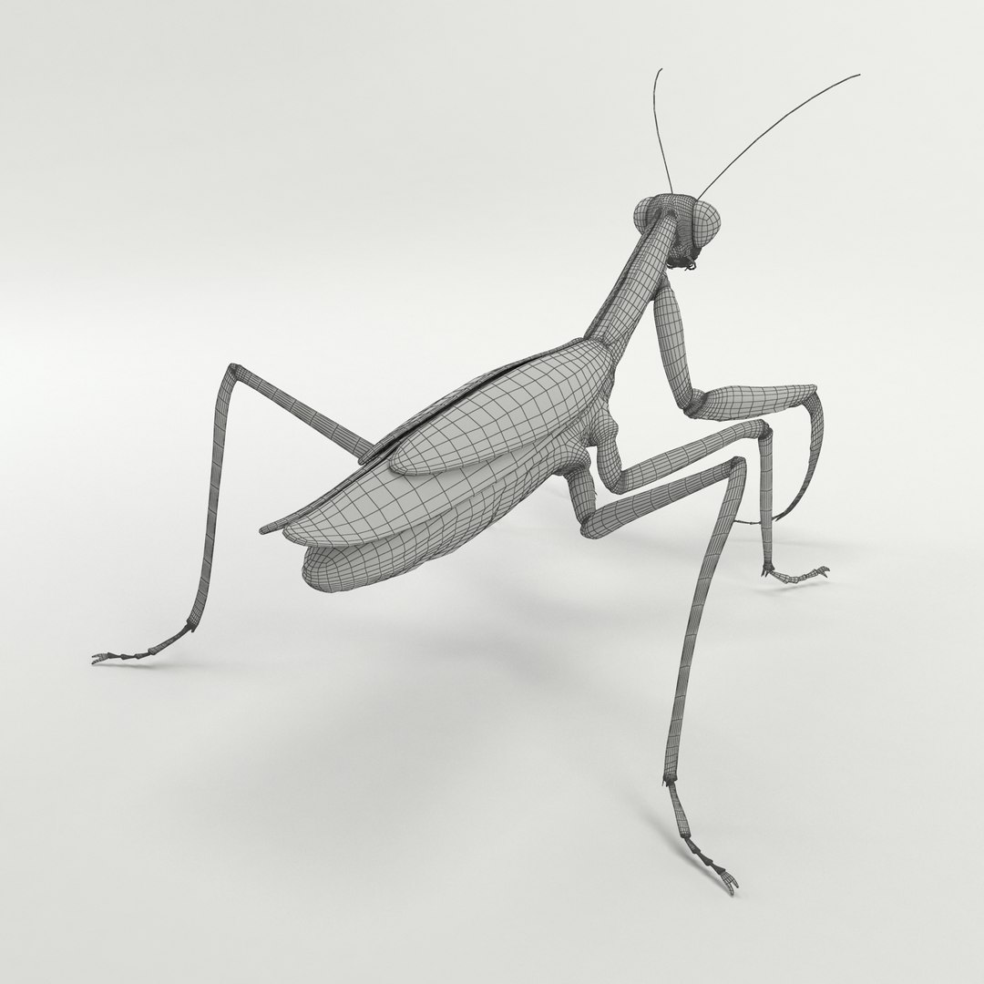 Max Praying Mantis