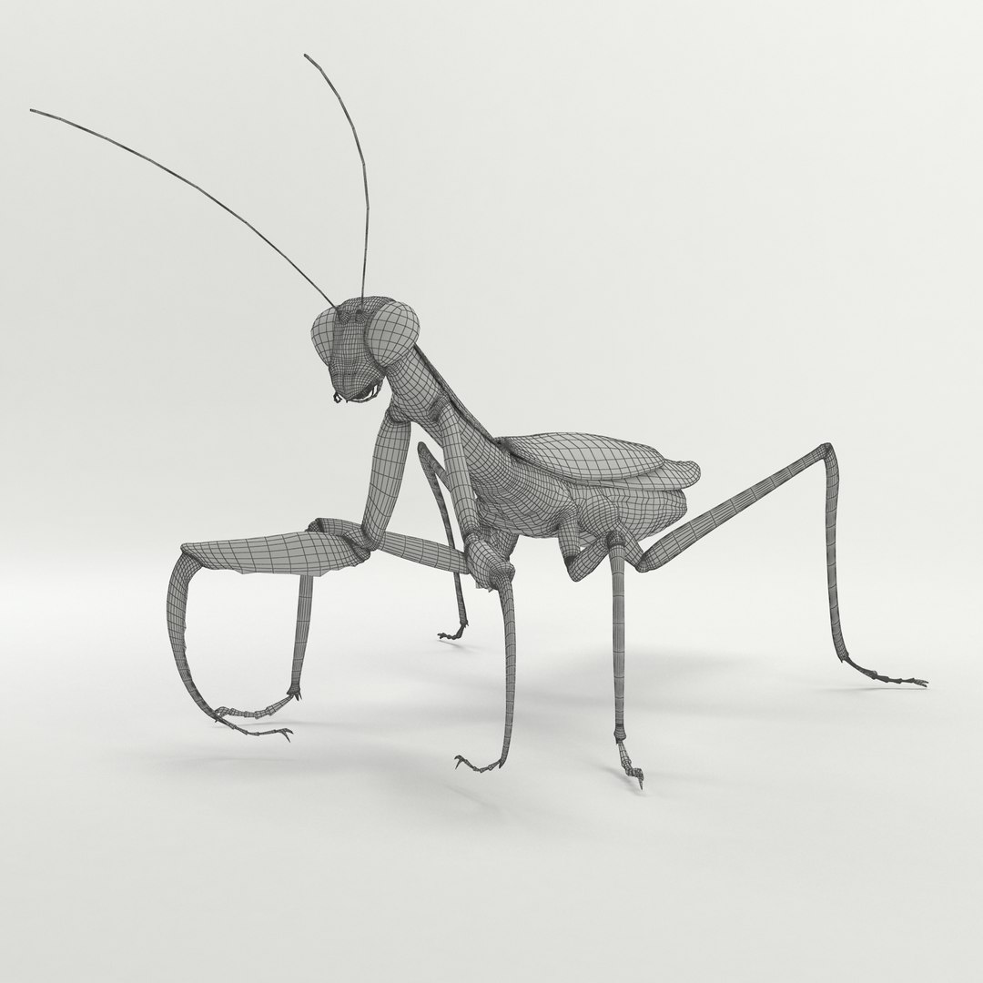 Max Praying Mantis