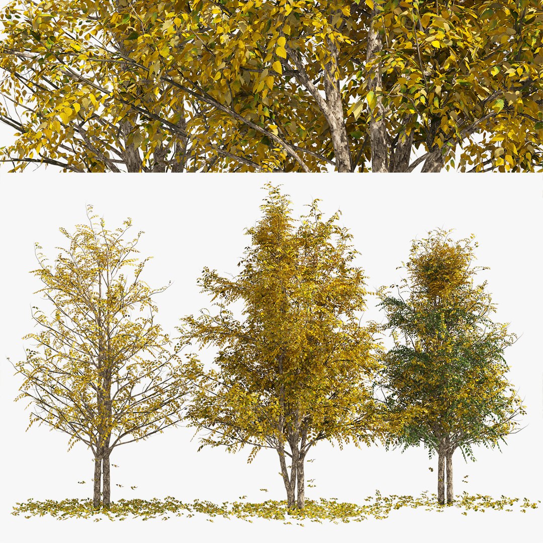 3D Fall Water Birch Trees Model - TurboSquid 1967016