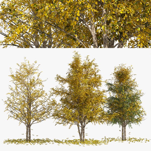 3D Fall Water birch Trees model