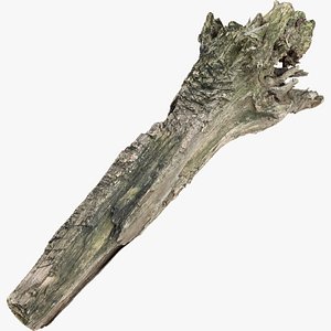 3D Withered tree trunk 3d scan
