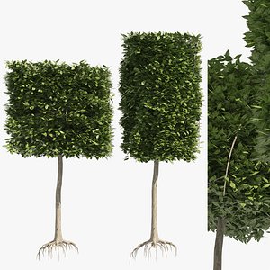 3D 2 square and cylinder topiary tree