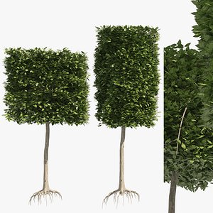 2 square and cylinder topiary tree