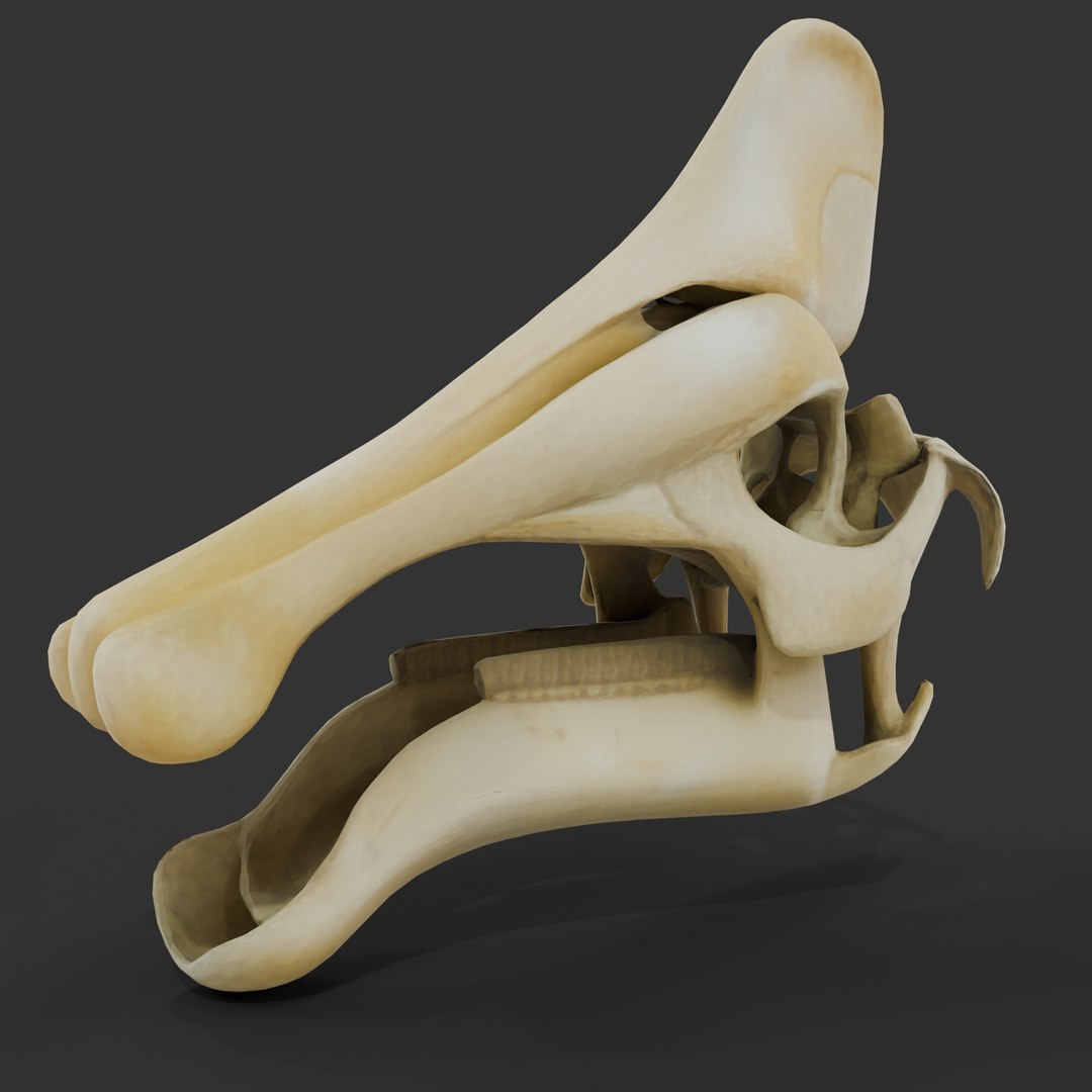 Dino Skull Collection model https://p.turbosquid.com/ts-thumb/eH/02EjXd/2B/amurosaurus1/jpg/1768717360/1920x1080/fit_q87/f26fb1f0eb2d75ad894a01ed7ff7f4031dec3ee4/amurosaurus1.jpg