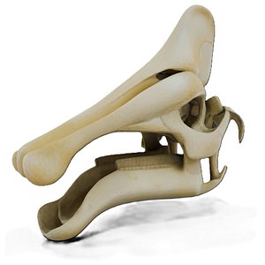 Amurosaurus 3D model