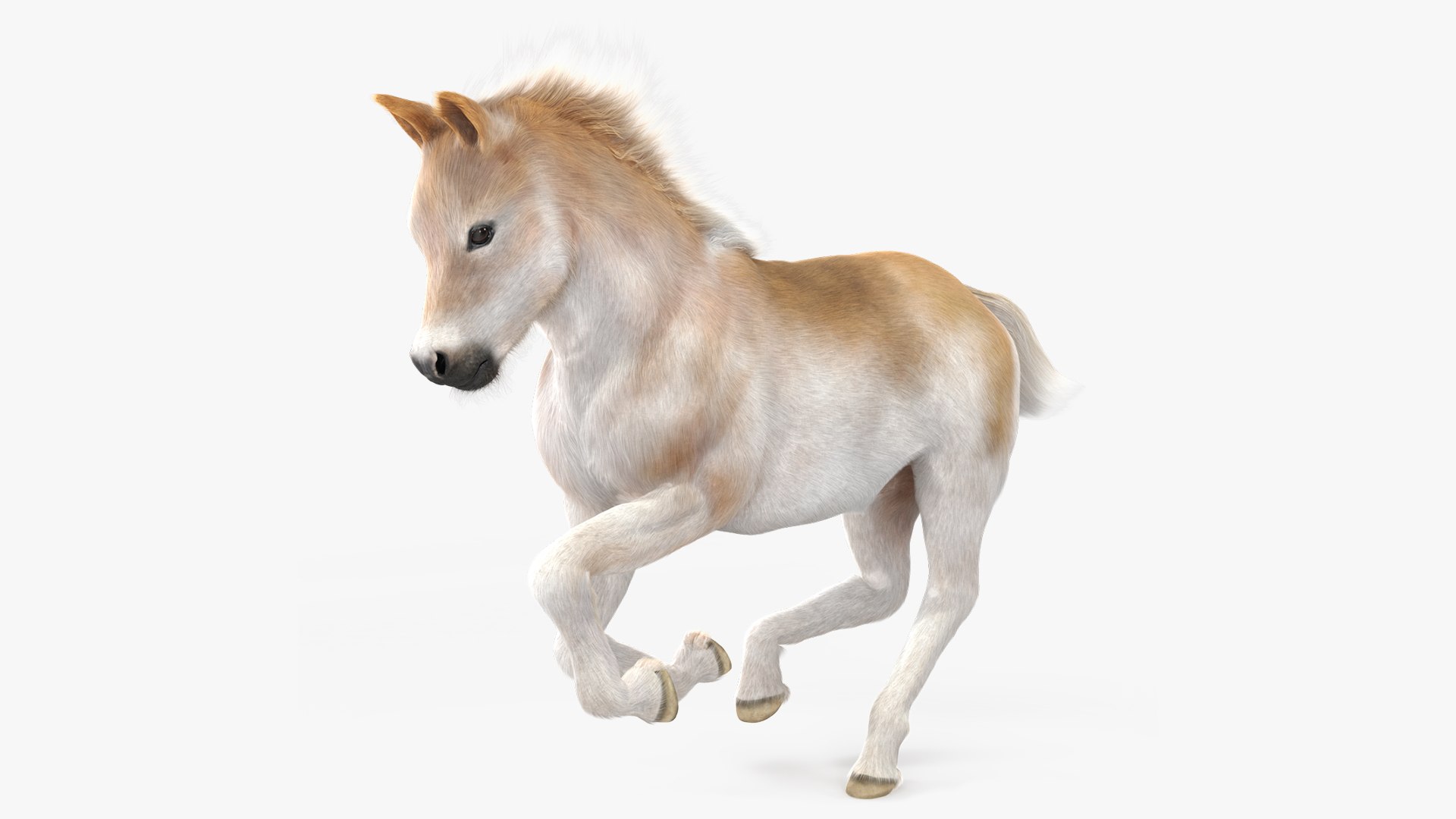 Galloping Shetland Pony Fur 3D model preview