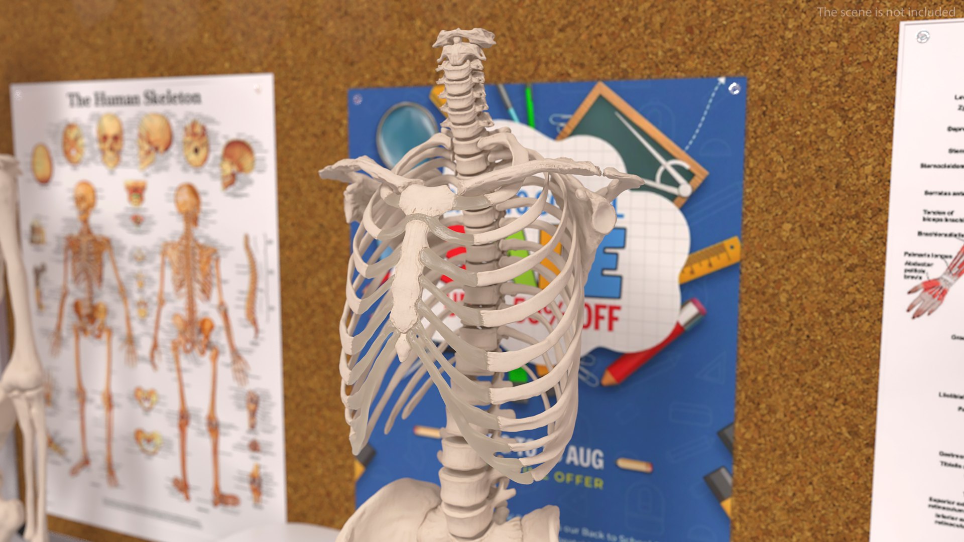 Human Male Skeleton Torso With Pelvis 3D Model - TurboSquid 2386225