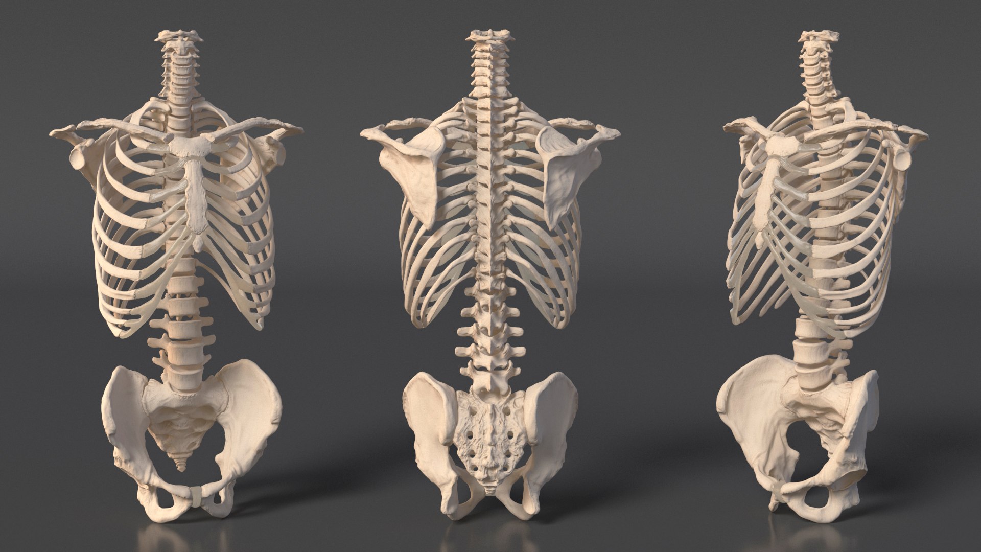Human Male Skeleton Torso With Pelvis 3D Model - TurboSquid 2386225