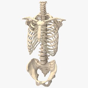 Human Male Skeleton Torso with Pelvis 3D model