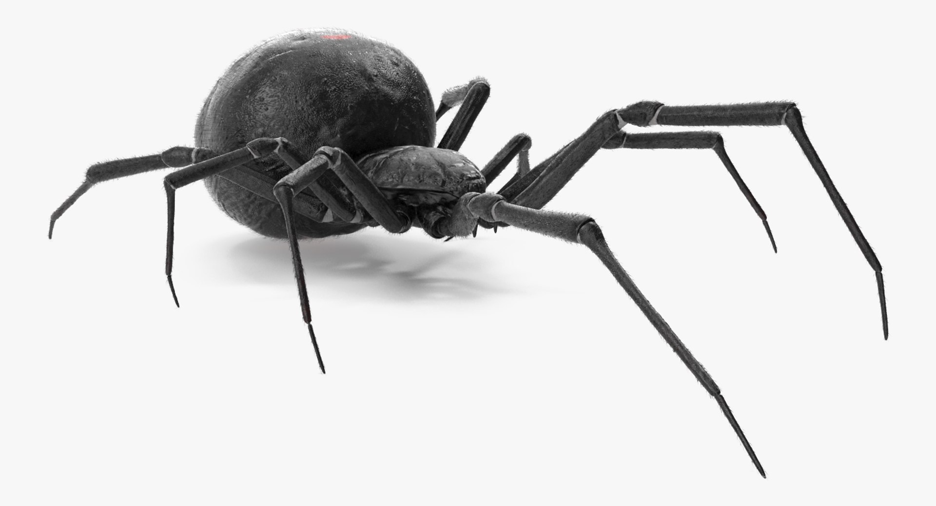 widow spider fur 3D https://p.turbosquid.com/ts-thumb/eH/7EFg1K/4hCcOw26/widowspiderwithfurc4dmodel004/jpg/1496388346/1920x1080/fit_q87/9f4c8bcdab91567af0f29691abb6ac81bc020db2/widowspiderwithfurc4dmodel004.jpg