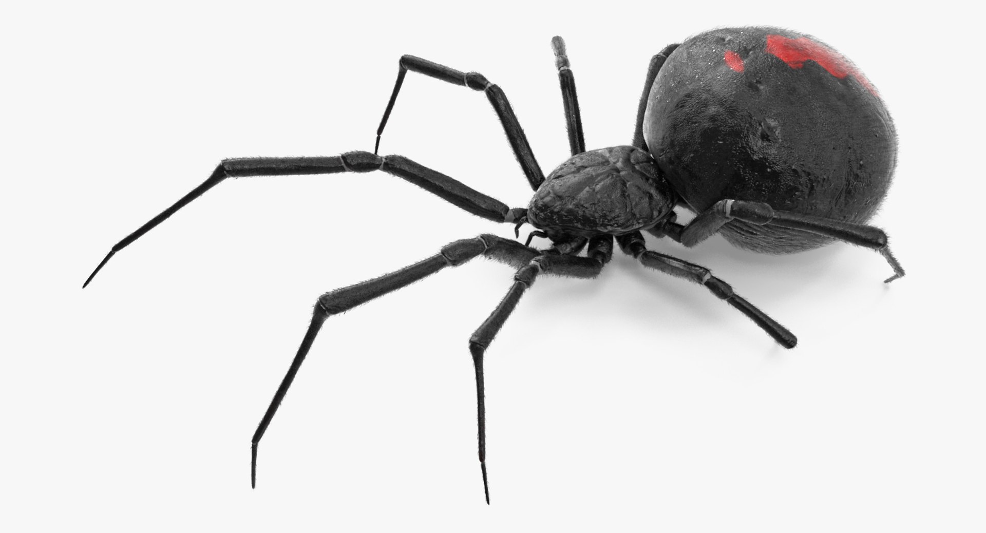 widow spider fur 3D https://p.turbosquid.com/ts-thumb/eH/7EFg1K/9u4peLu4/widowspiderwithfurc4dmodel003/jpg/1496388346/1920x1080/fit_q87/c518caec3a428796fb1559da44f5e2a2ee2e802d/widowspiderwithfurc4dmodel003.jpg