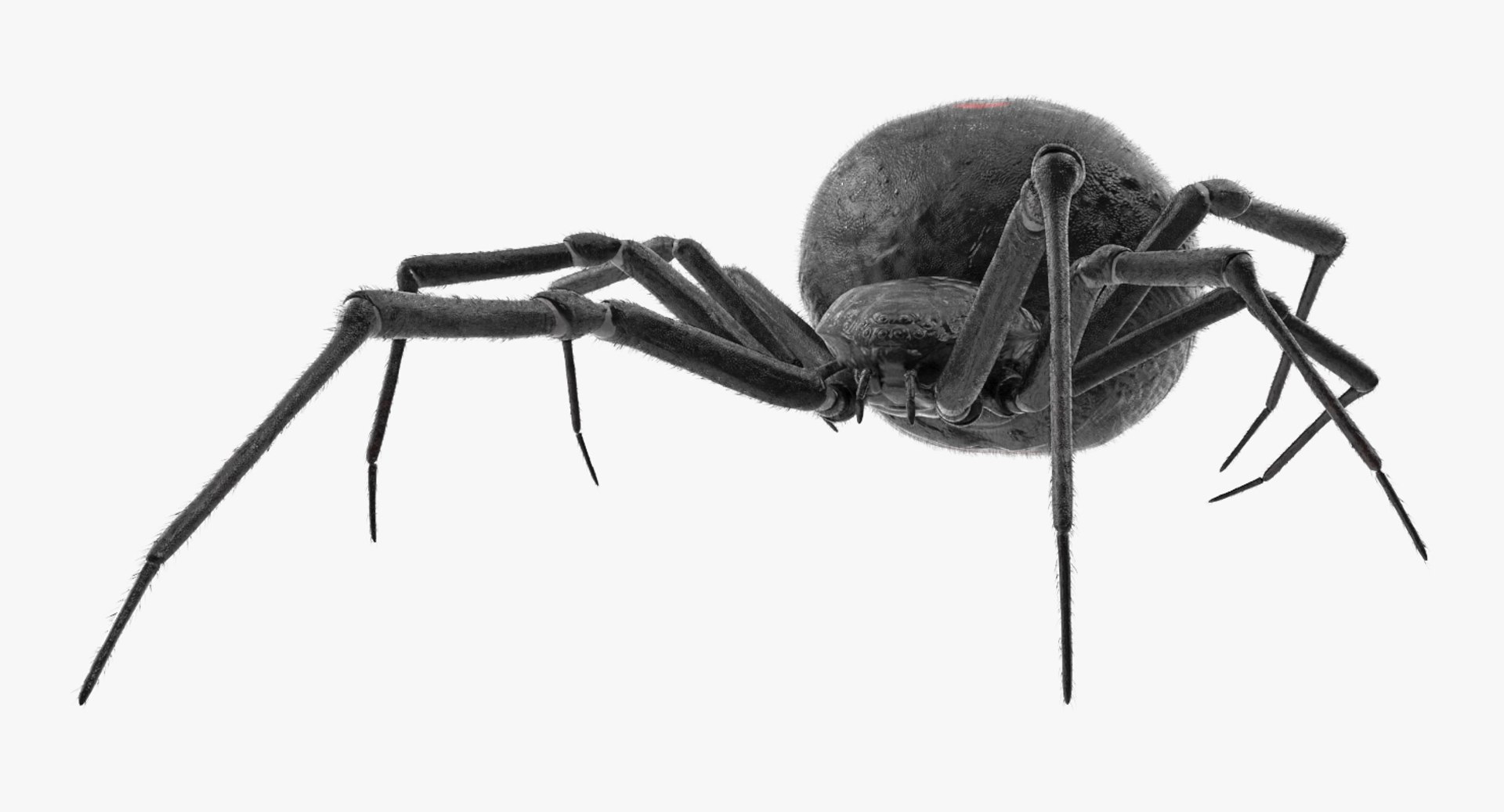 widow spider fur 3D https://p.turbosquid.com/ts-thumb/eH/7EFg1K/AuMY7LiW/widowspiderwithfurc4dmodel002/jpg/1496388346/1920x1080/fit_q87/bd49091c8c0506f0503289ab64a91933c8b2d328/widowspiderwithfurc4dmodel002.jpg