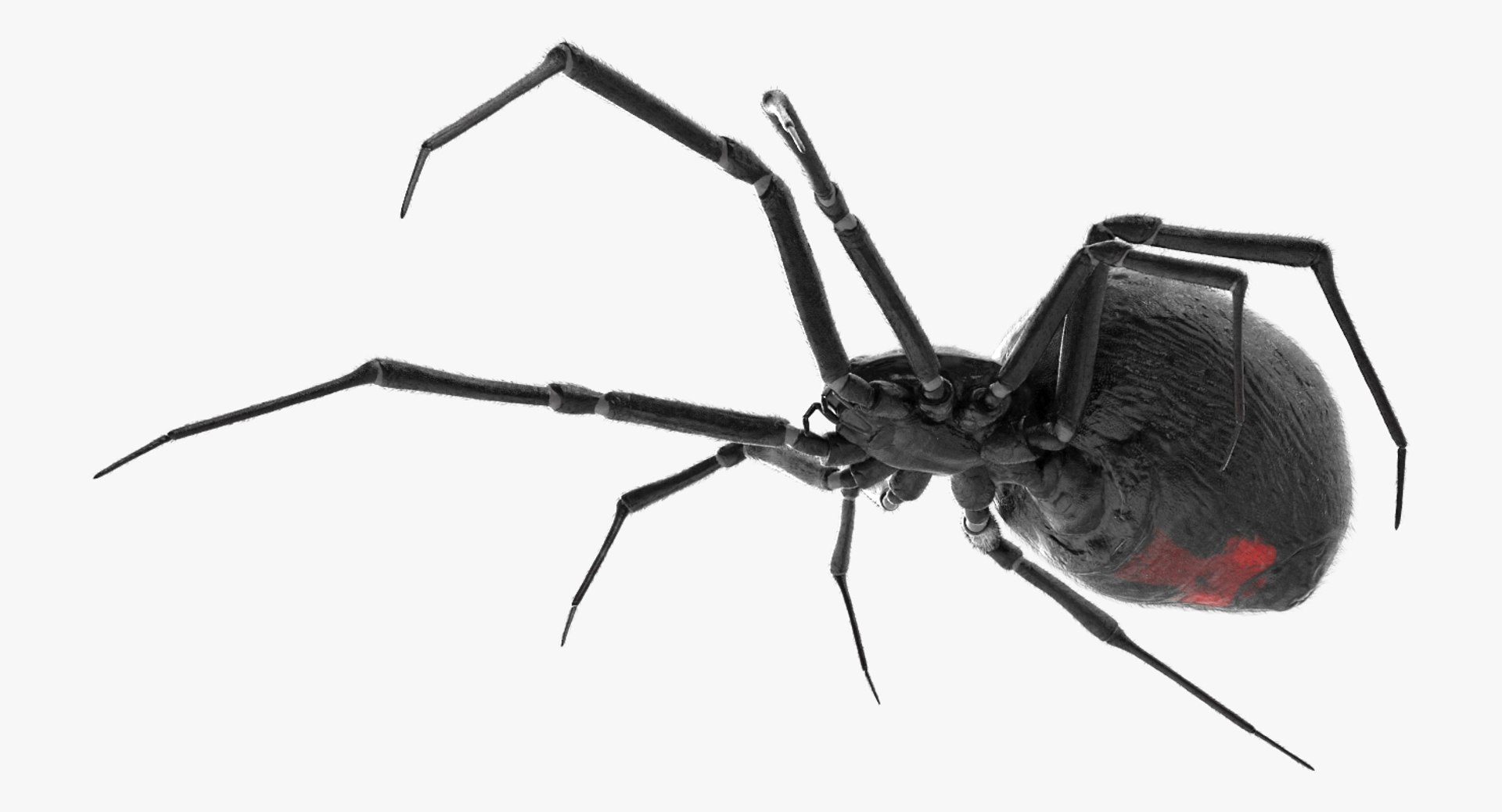 widow spider fur 3D https://p.turbosquid.com/ts-thumb/eH/7EFg1K/JHRZTMHl/widowspiderwithfurc4dmodel006/jpg/1496388346/1920x1080/fit_q87/746c579ed46ef2bbec1e54e3d9bc1bca1d5759e7/widowspiderwithfurc4dmodel006.jpg