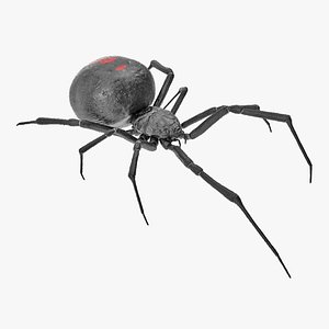 Widow Spider with Fur 3D Model