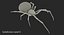 Widow Spider with Fur Modèle 3D