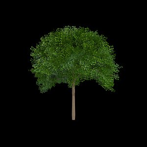 Realistic Wide Canopy Leafy Tree 3D Model with Dense Foliage