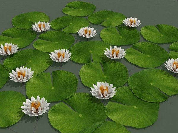 3d model water lily