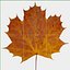 3D autumn leaf model
