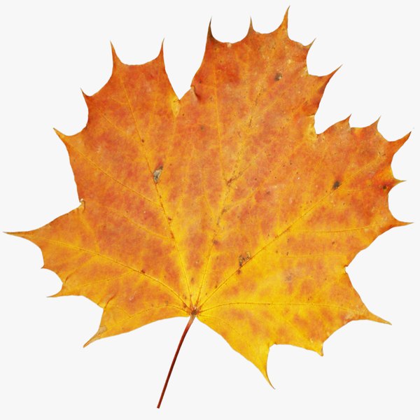 3D autumn leaf - TurboSquid 1221595