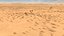 Paisagem do deserto